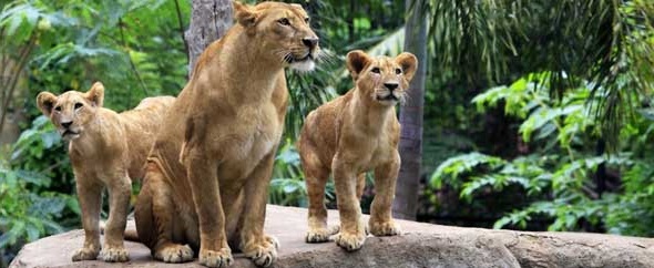 KingLeo