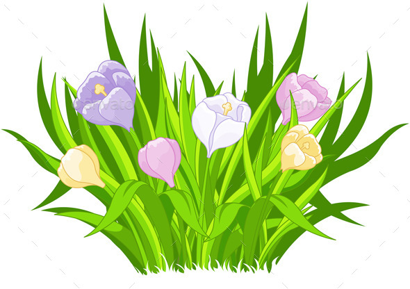 Crocus Bouquet (Flowers & Plants)