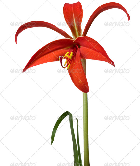 Aztec Lily Flower - Nature & Animals Isolated Objects