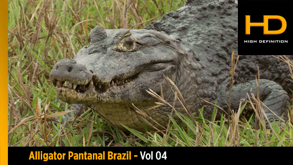 Alligator Pantanal Brazil Vol 04 Alligator Pantanal Brazil Vol 04