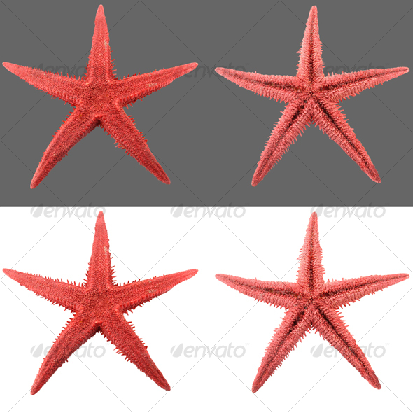 Starfish Starfish