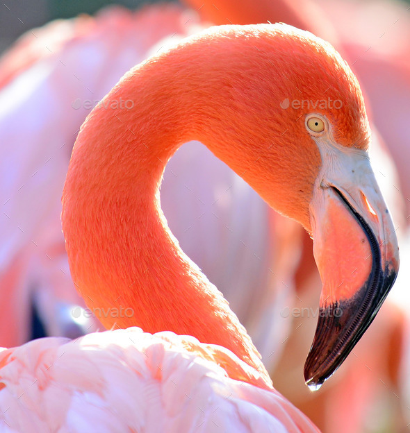 Beautiful Flamingo bird portrait (Misc) Photo Download