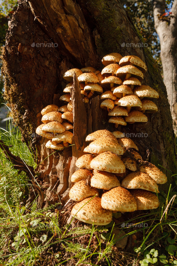 Armillaria fungus in tree (Misc) Photo Download