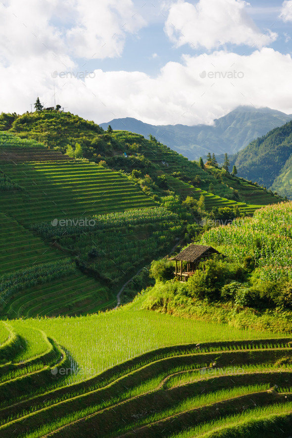 Landscape photo of rice terraces in china (Misc) Photo Download