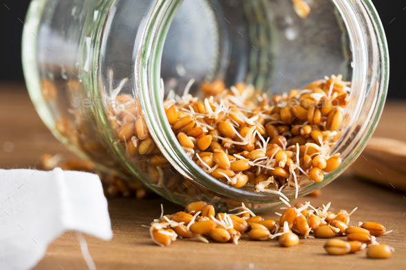 Sprouted Wheat in Jar