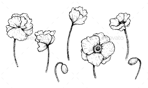 Free Free 50 Poppy Flower Outline Svg SVG PNG EPS DXF File