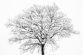Photo of graphic winter trees | Free christmas images