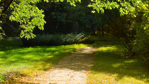 Tree & Path 2 versions Tree & Path 2 versions