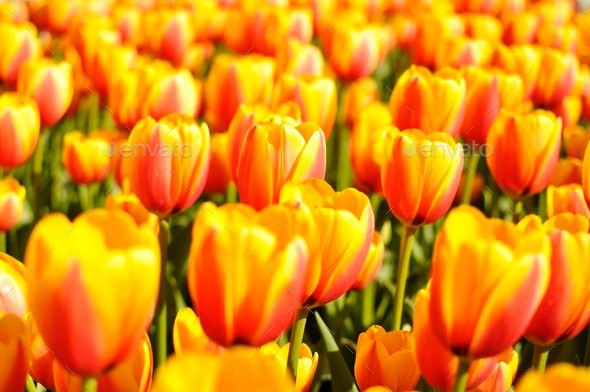 Tellow-red tulips (Misc) Photo Download