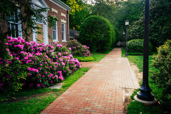 Azalea bushes and a building along a brick path at John Hopkins