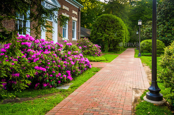 Azalea bushes and a building along a brick path at John Hopkins (Misc) Photo Download