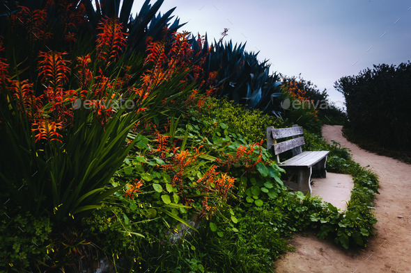 Bench and colorful flowers on a trail in La Jolla, California. (Misc) Photo Download