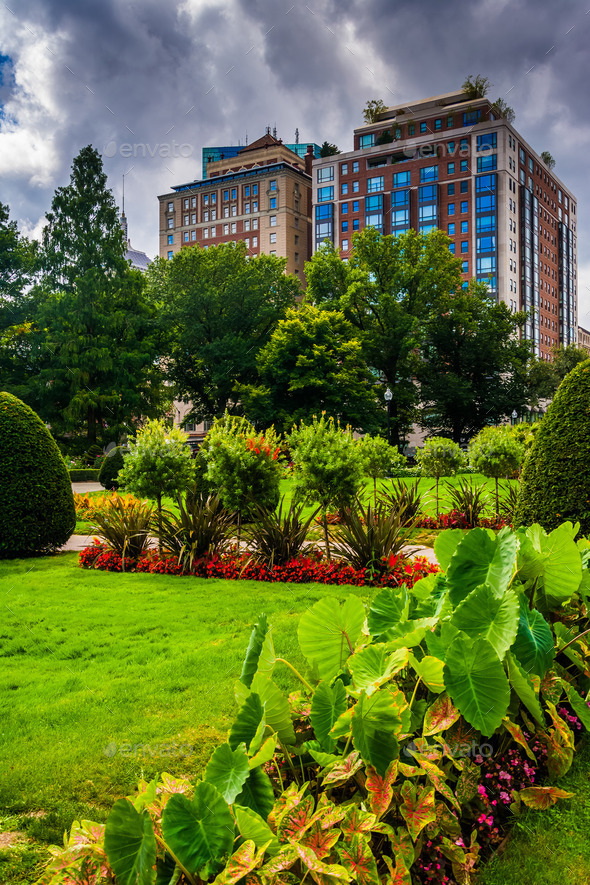 Buildings seen from the Public Garden in Boston, Massachusetts. (Misc) Photo Download