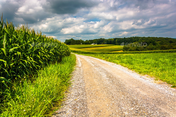 Corn fields along a dirt road in rural Carroll County, Maryland.