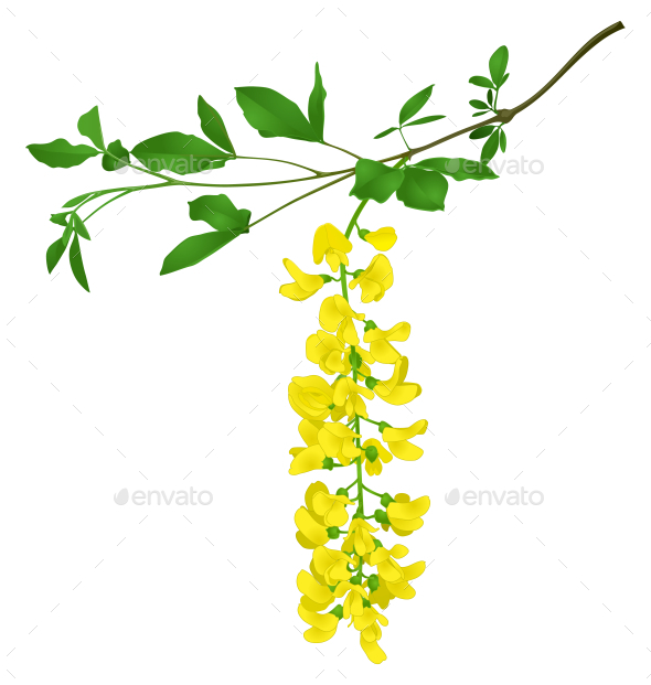 GraphicRiver Green Branch of Yellow Acacia 10581310 GraphicRiver Green Branch of Yellow Acacia 10581310