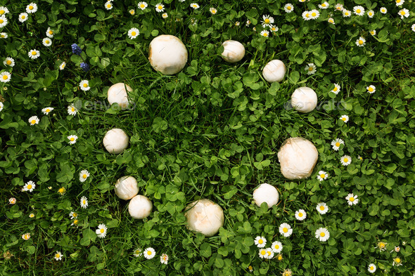 Fairy ring mushrooms in a meadow