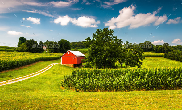 Cornfield and barn on a farm in Southern York County, Pennsylvan (Misc) Photo Download