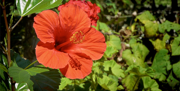 Hibiscus Hibiscus
