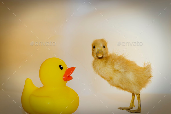 rubber duck and chick