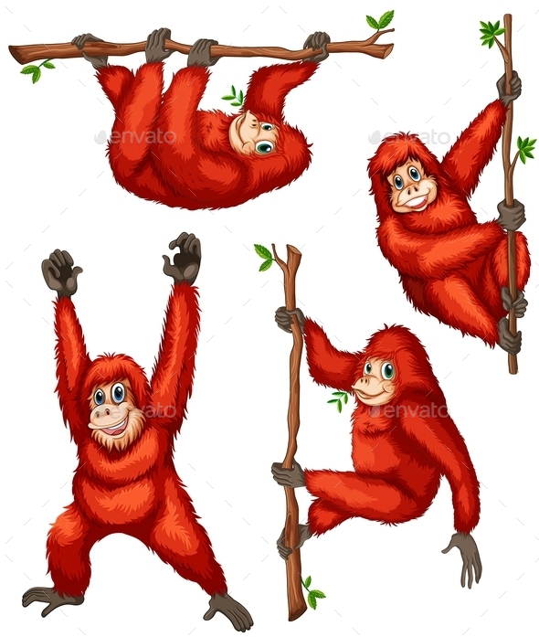 GraphicRiver Orangutan 10656150 GraphicRiver Orangutan 10656150