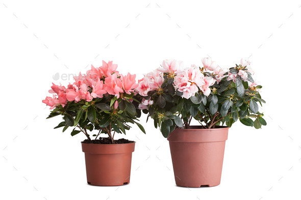 Two flower pot with the blossoming pink azaleas (Misc) Photo Download