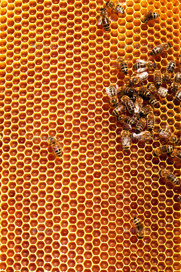 Working bees on honeycombs filled with honey (Misc) Photo Download