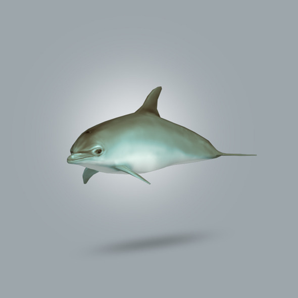 3DOcean Dolphin Lowpoly 10675970 3DOcean Dolphin Lowpoly 10675970