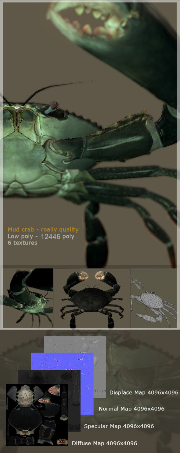 HQ low poly 3D model of mud crab for animation HQ low poly 3D model of mud crab for animation