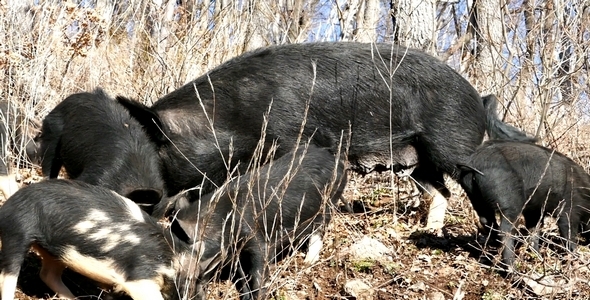 Wild Pigs 12 Wild Pigs 12