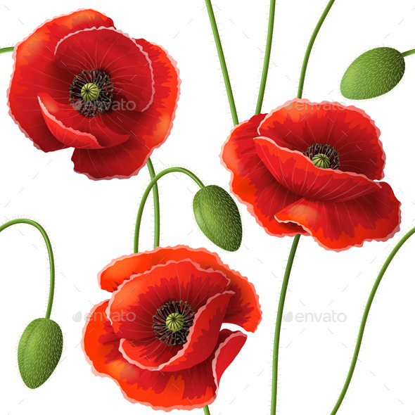 Poppy Pattern (Flowers & Plants)