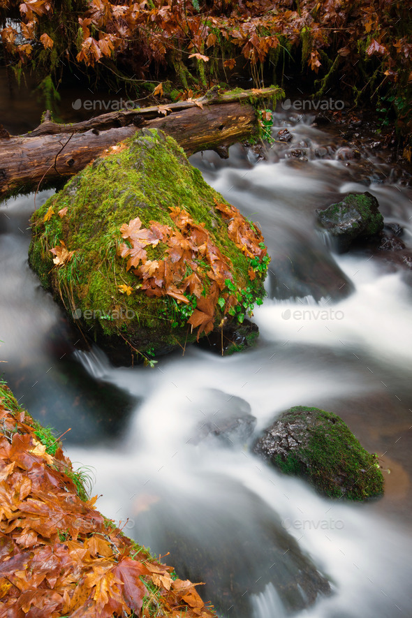 Fall Autumn Leaves Forest Stream Bubbling Brook Mossy River (Misc) Photo Download