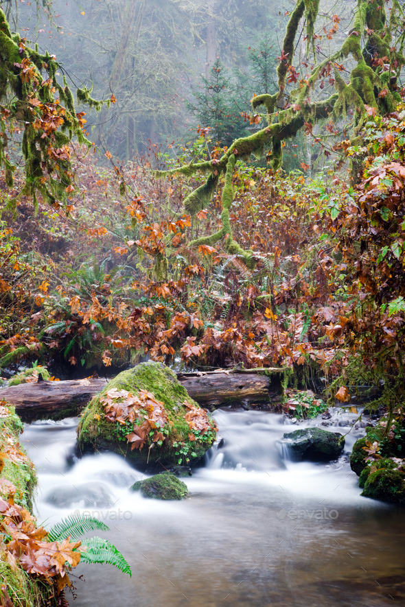 Fall Autumn Forest Stream Bubbling Brook Mossy River (Misc) Photo Download