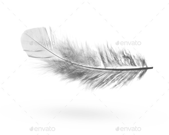 Green feather (Misc) Photo Download