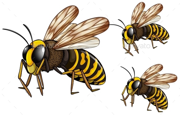 GraphicRiver Wasps 10688335 GraphicRiver Wasps 10688335