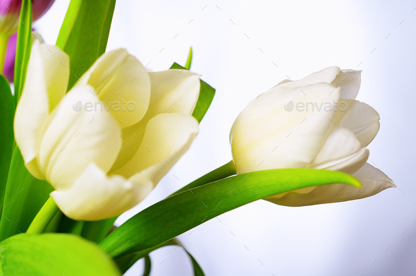 White-yellow tulips. (Misc) Photo Download