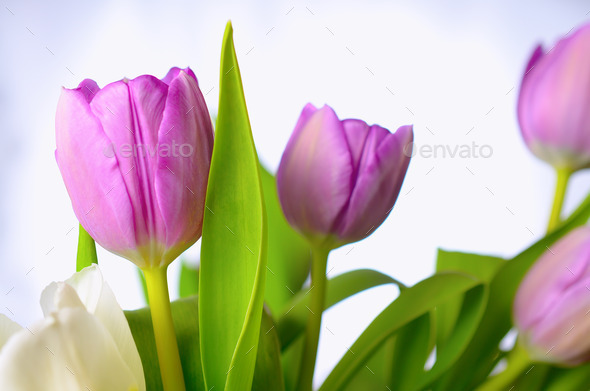 Lilac tulips. (Misc) Photo Download