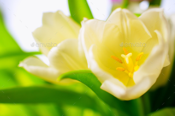 White-yellow tulips. (Misc) Photo Download