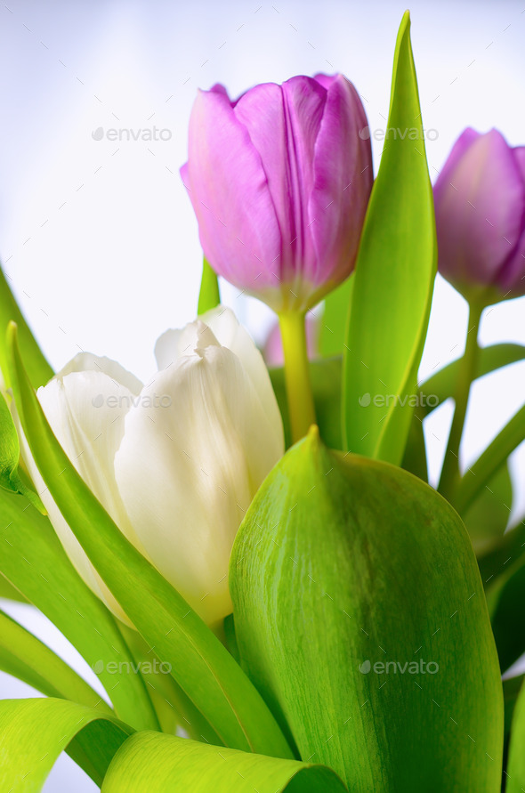 Lilac tulips. (Misc) Photo Download