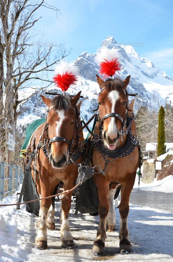 Pair of horses. Braunwald, famous Swiss skiing resort (Misc) Photo Download