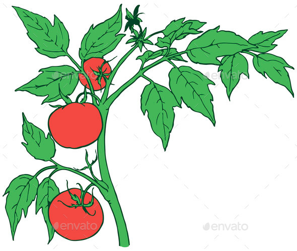 Bush tomatoes (Misc) Photo Download