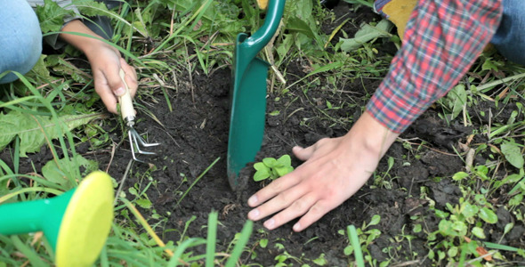 Family planting sprout out Family planting sprout out