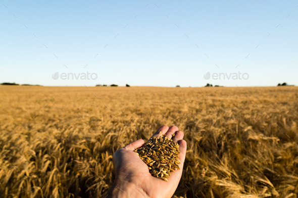 Grain harvest (Misc) Photo Download