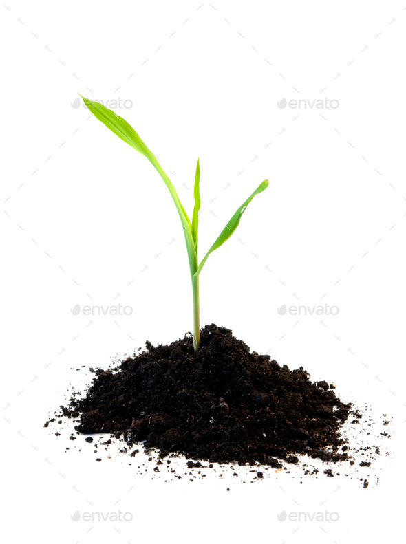 corn seedling (Misc) Photo Download