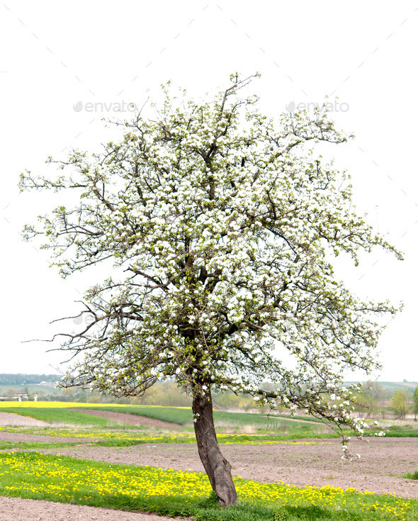 spring tree (Misc) Photo Download