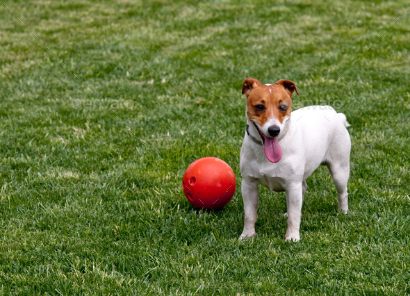 jack russel (Misc) Photo Download