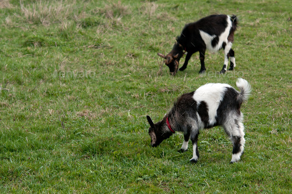 two goats (Misc) Photo Download