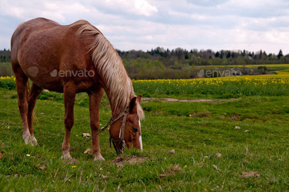 horse and field (Misc) Photo Download