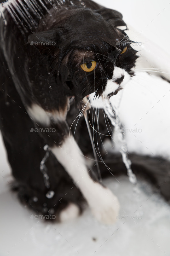 Shower a Persian cat (Misc) Photo Download