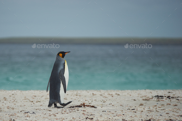 King Penguin on a Sandy Beach (Misc) Photo Download