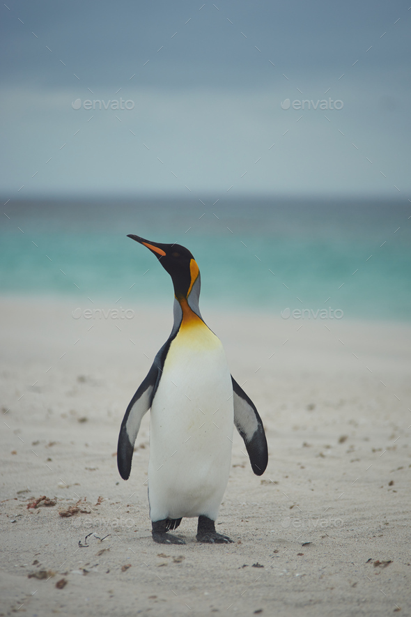 King Penguin on a Sandy Beach (Misc) Photo Download